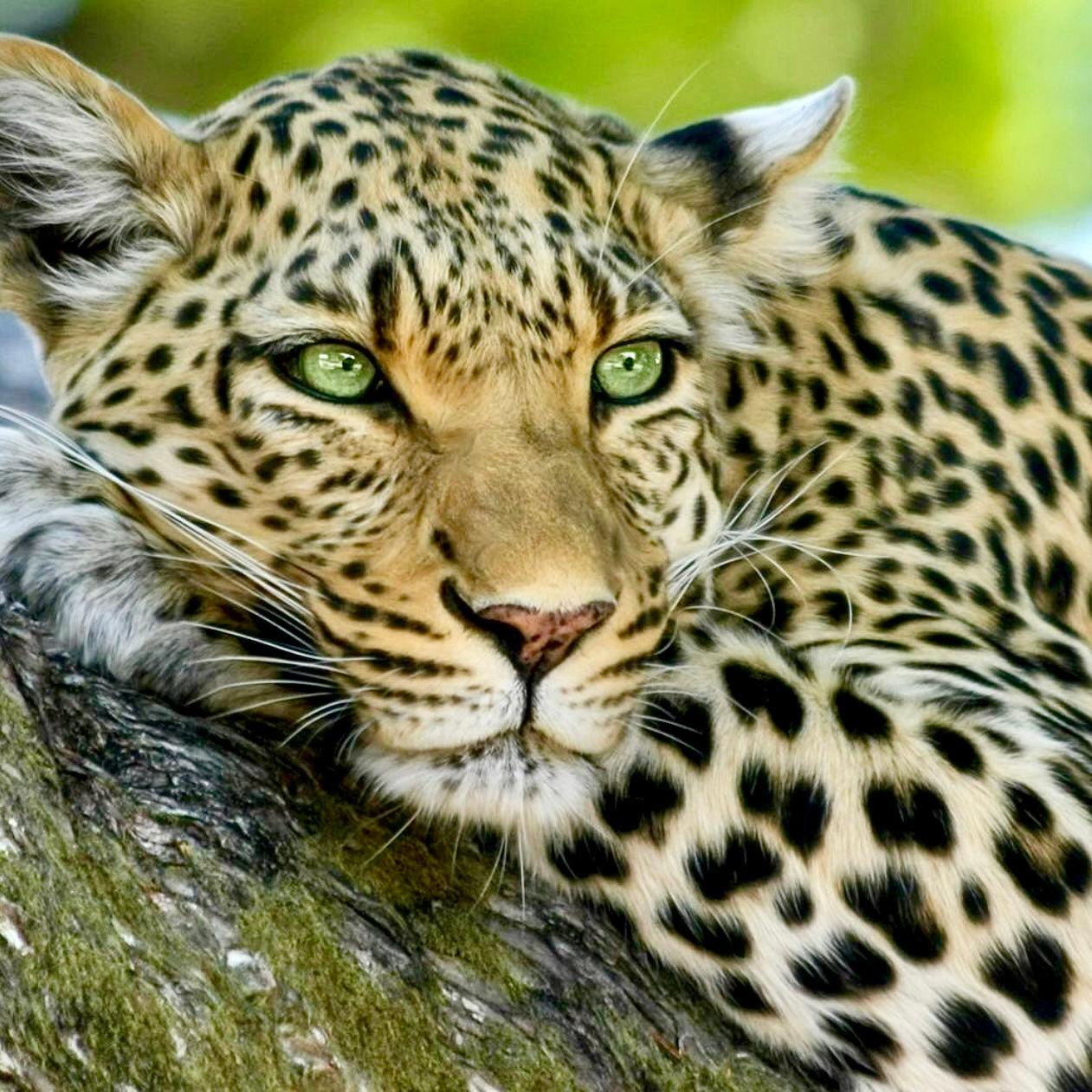Leopard relaxing in a tree