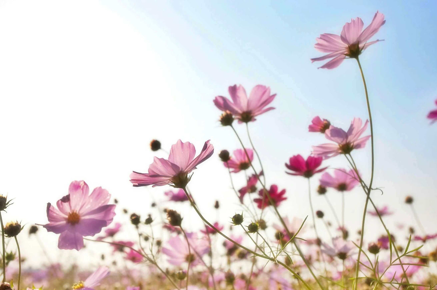 Pink wildflowers in the sun with blue skies