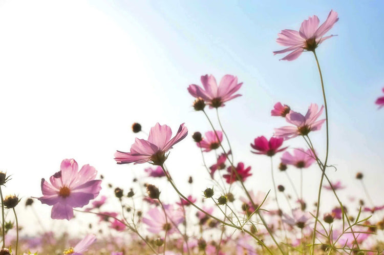 Wild Flower