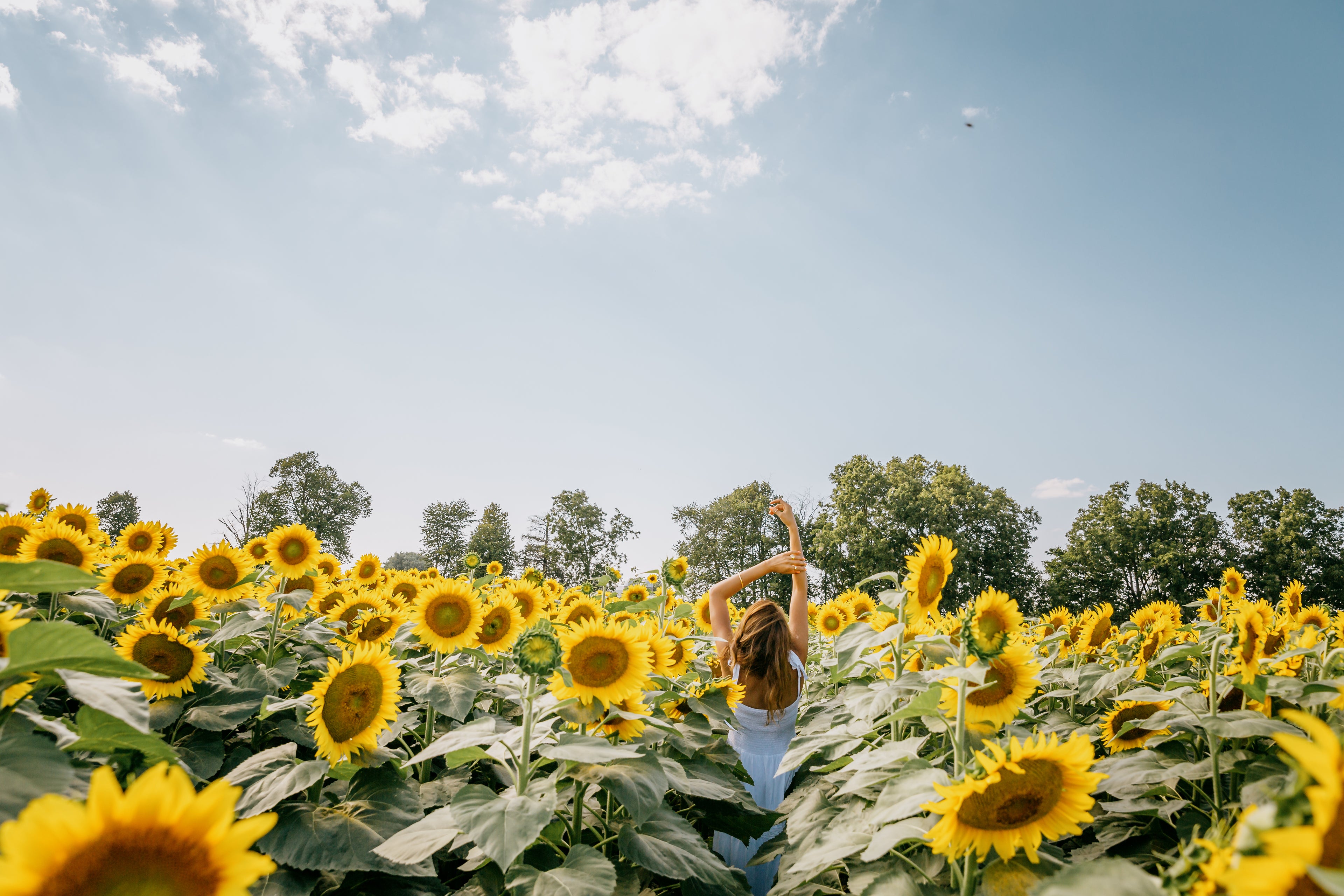 person-standing-in-sunflower-field